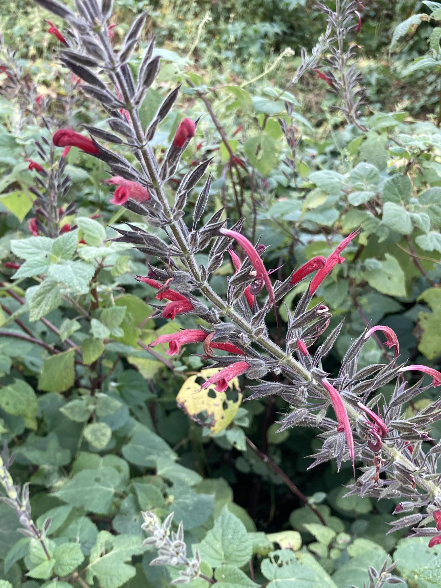 Salvia longistyla